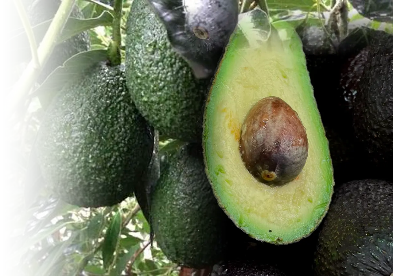 Avocados on the tree beside a cut fruit